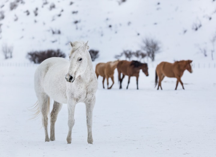 wild horse