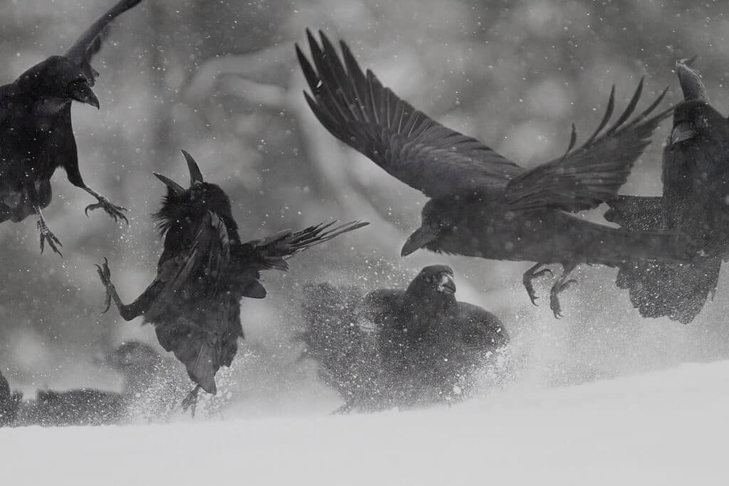 Ravens by Heikki Nikki