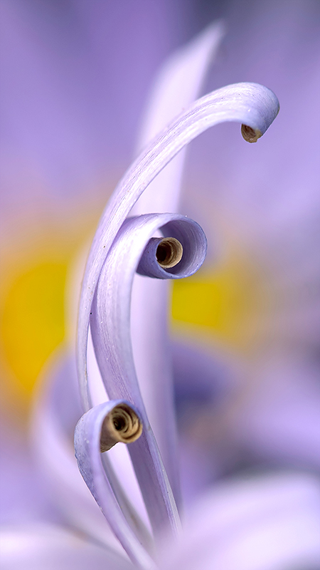 macro photography flower