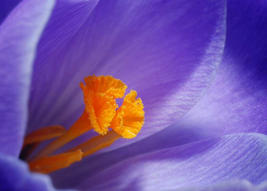 flower close up