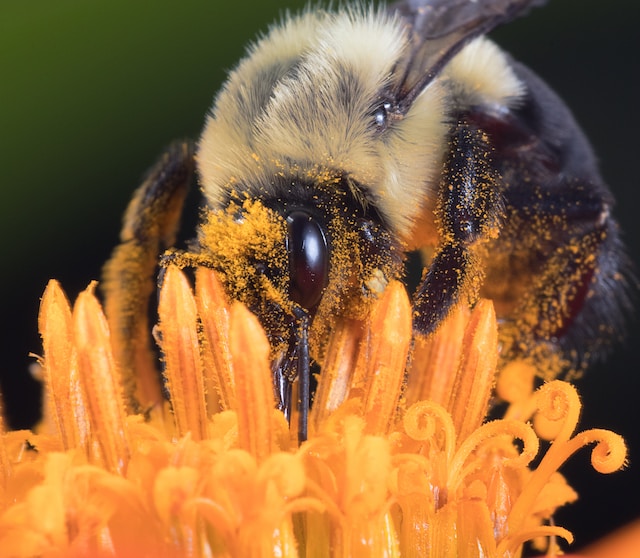 insect macro